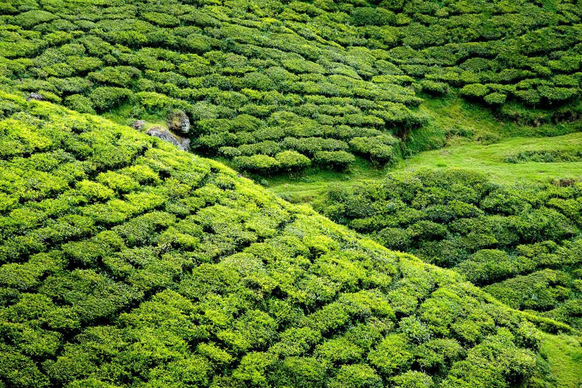 La nature