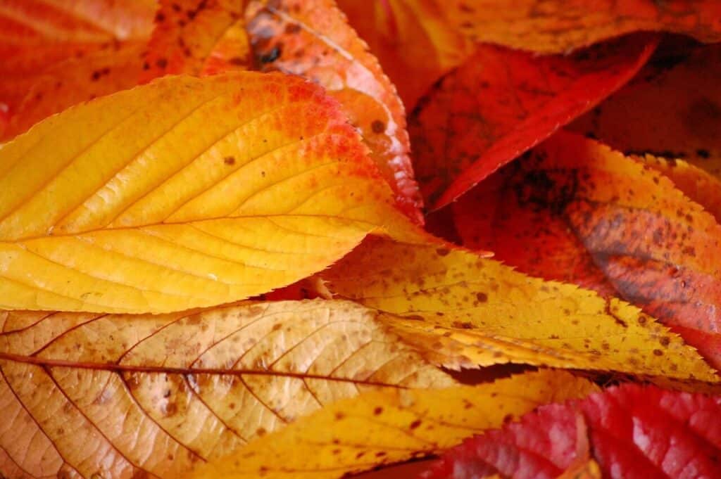 bures, automne, couleurs